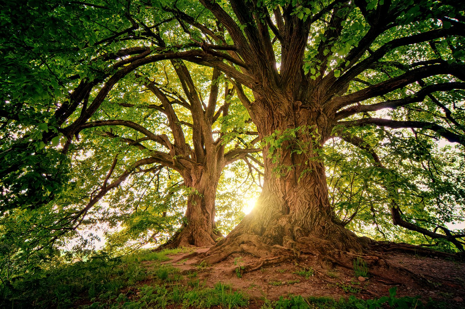 Tree Pruning Services