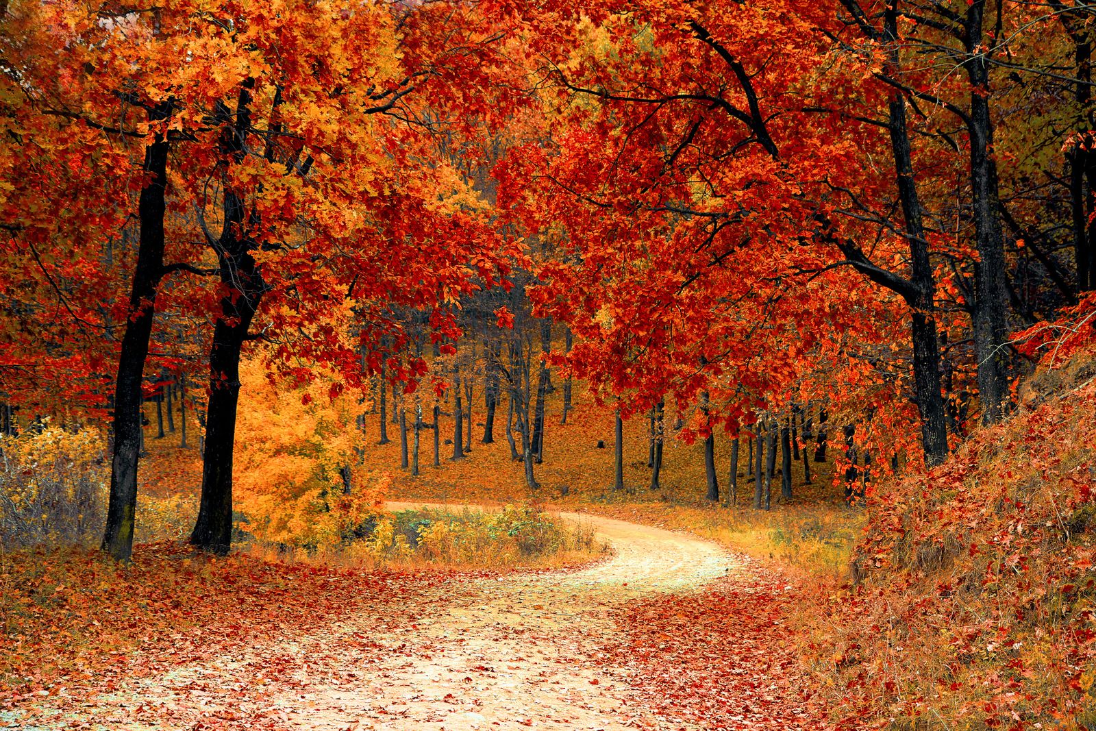 Tree Preservation Orders (TPOs)