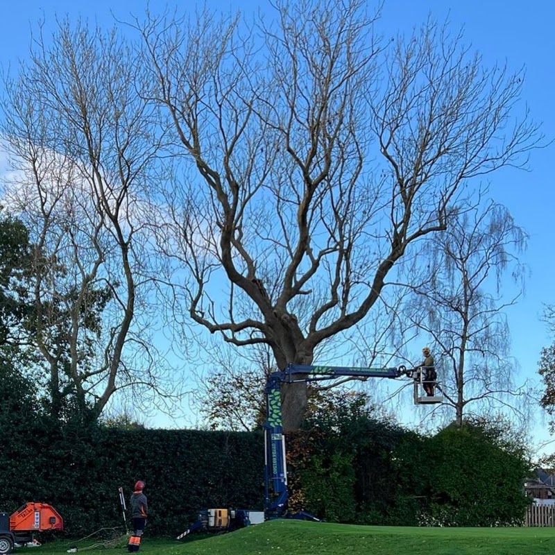 A mature tree being reduced from an aerial platform