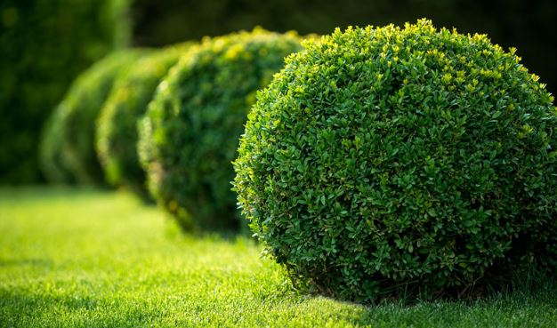 Box topiary clipped and lined out