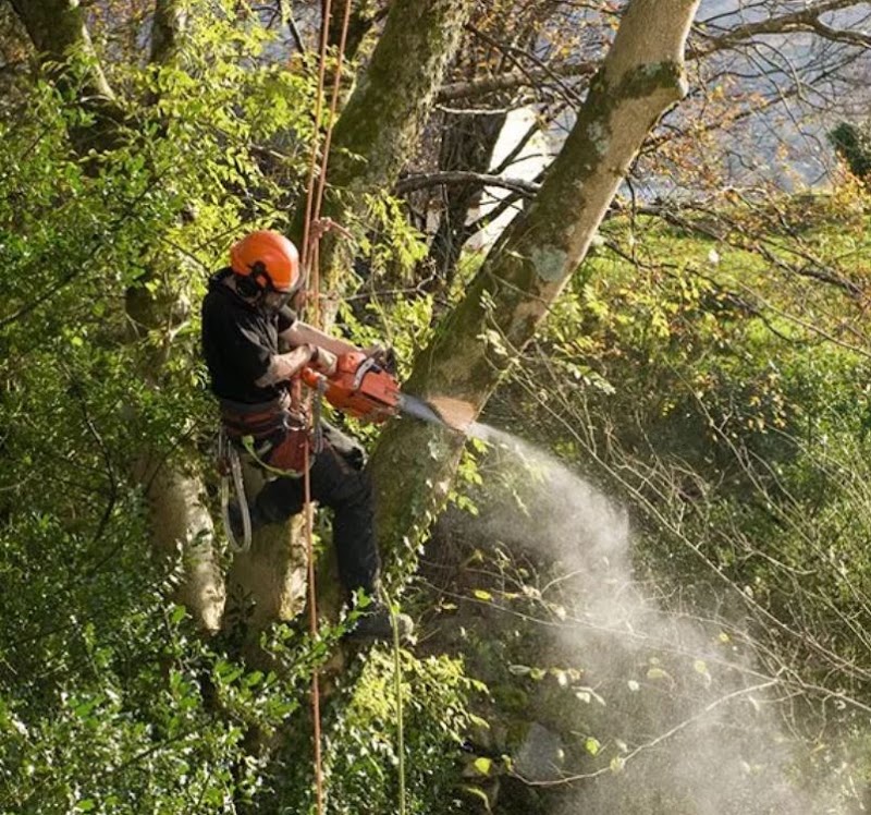 A JC Tree & Grounds Maintenance climber roped high in a tree, dismantling it in sections with a chainsaw