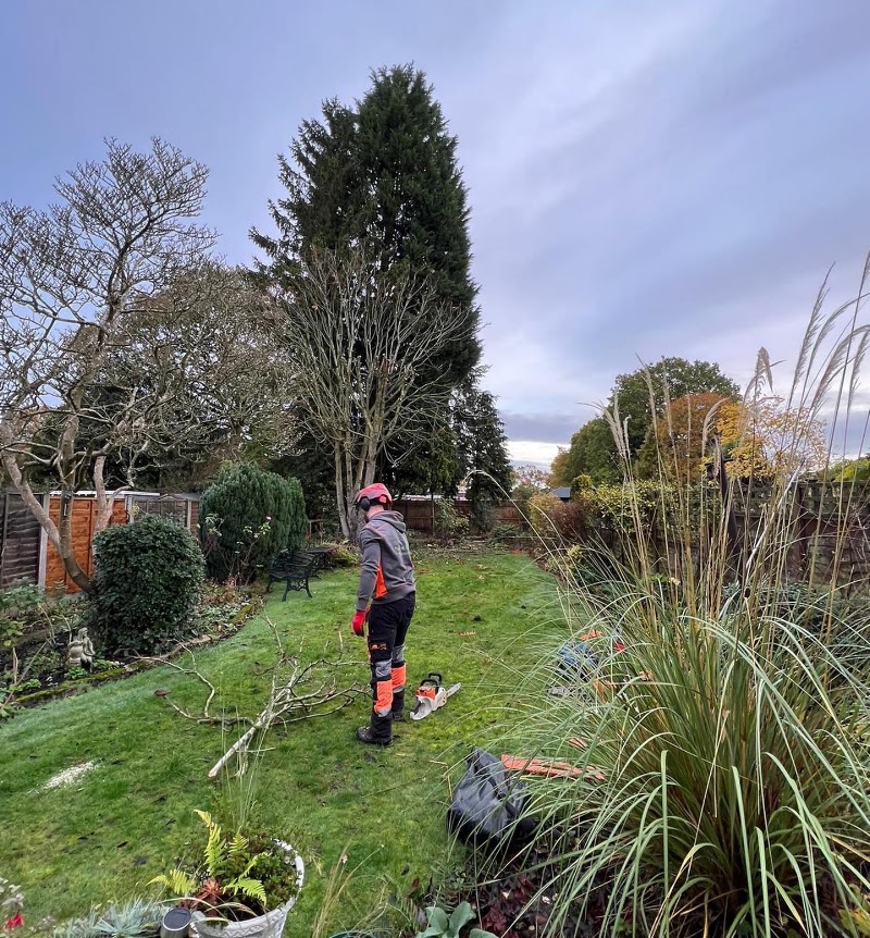 A conifer being dismantled in a suburban garden at dusk