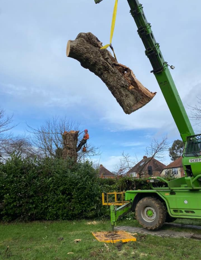 Stump Grinding Services