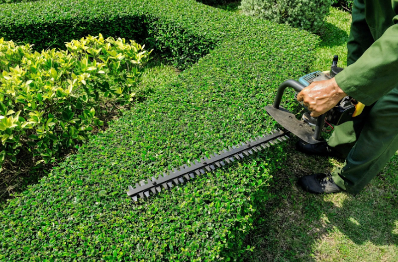 Formal hedge trimmed to a clean line